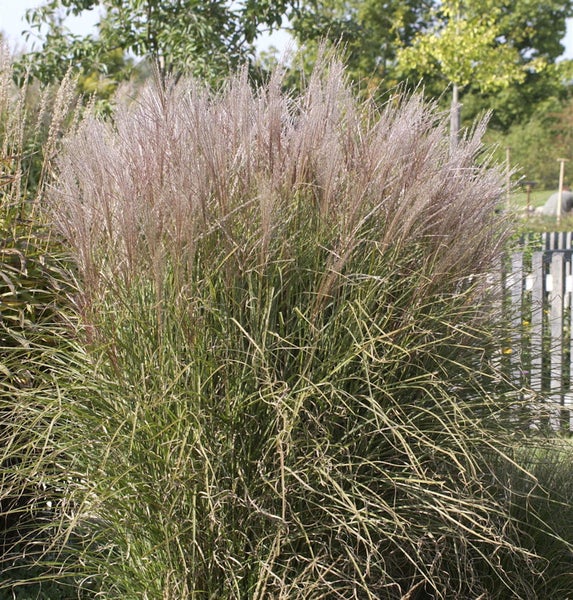 Chinaschilf im Garten