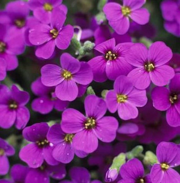 Violette Blaukissen Blüten im Detail
