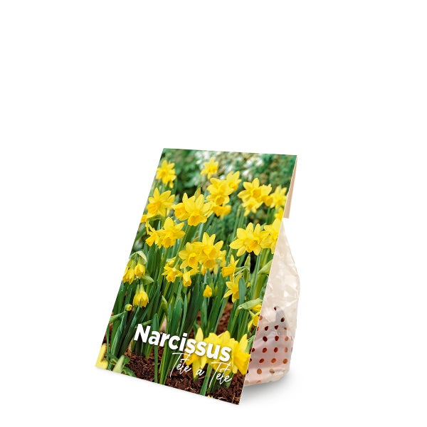 Bloomique – 25er-Mix – Narzisse Tete a Tete – kleine Narzisse – Blumenzwiebeln – Frühlingsblüte – mehrjährige Pflanzen – wird 15–20 cm groß
