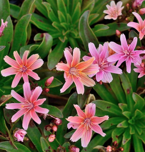 Nahaufnahme von Lewisia-Blüten mit Blättern