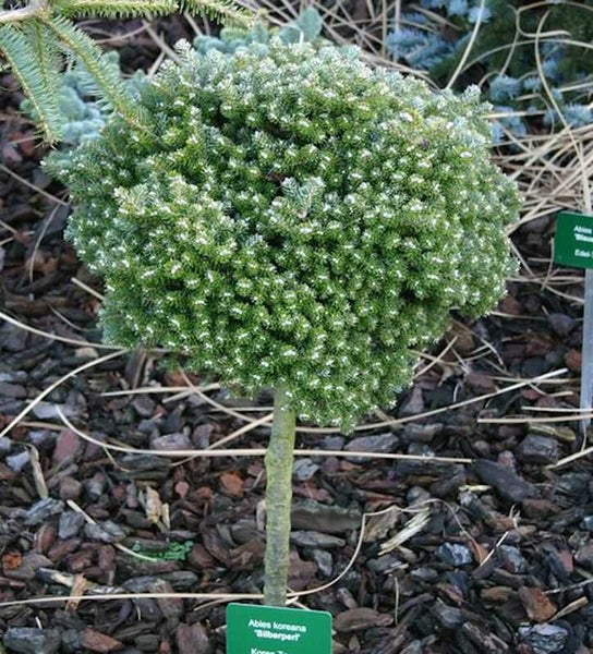 Kugelform Koreanische Tanne im Gartenbeet