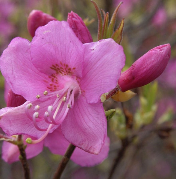 Nahaufnahme einer Rhododendronblüte