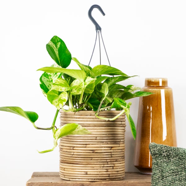 Scindapsus Marble Queen – Dragon Ivy – Hängepflanze – ⌀17 cm - ↕35-45 cm