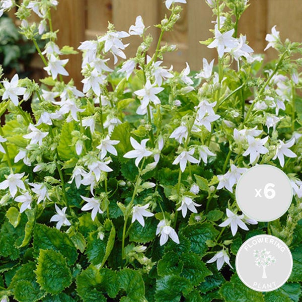 6x Campanula 'Ambella White' - Glockenblume - Bodendecker - Winterherz – ⌀10,5 cm - ↕10-15 cm