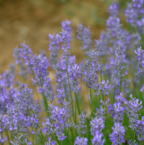 Nahaufnahme von blühendem Lavendel im Garten