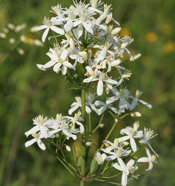 Aufrechte Waldrebe mit weißen Blüten