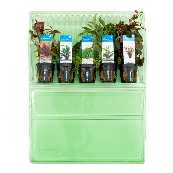 Bloomique - 5er Set - Aquarium Pflanzen Echt - Aquarium Zubehör -Wasserpflanzen - Reinigend - Sauerstoff - Ludwigie, Wasserfreund, Perlkraut, Papageienblatt, Wasserkelch - Höhe 15-20 cm