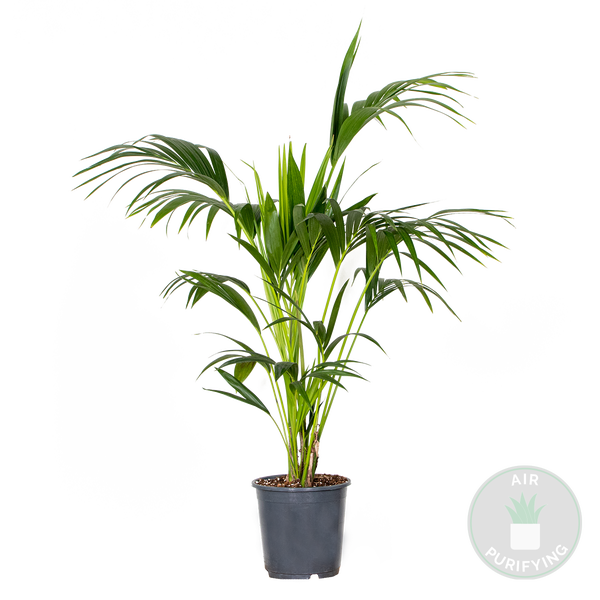 Bloomique - Howea Forsteriana - Kentia Palme - Zimmerpflanzen - Pflegeleicht - Haustierfreundlich - Höhe 120-130 cm - Topf 24 cm