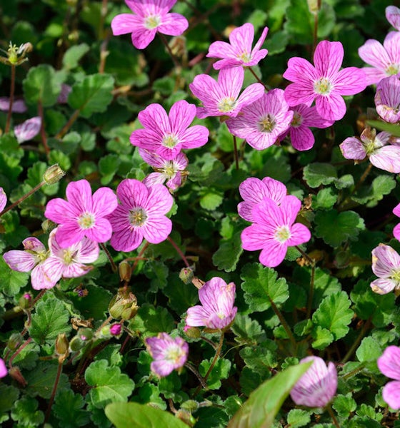 Nahaufnahme von Ruprechtskraut mit grünen Blättern