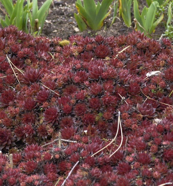 Nahaufnahme von Hauswurz im Garten.