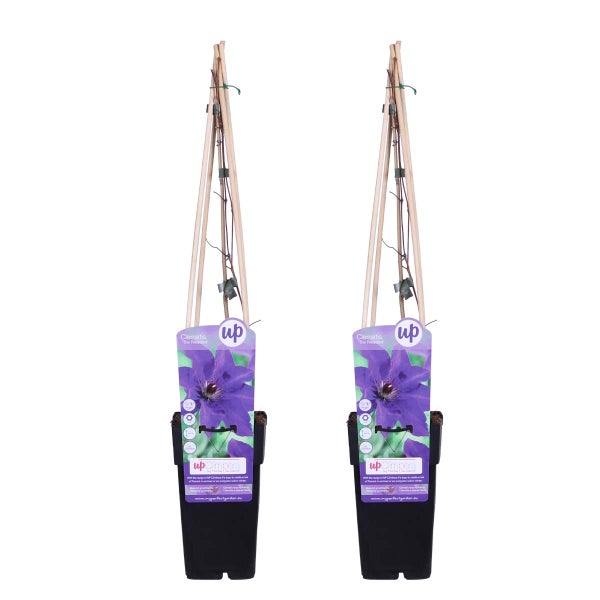 2x Clematis The President – Purpurwaldranke – Kletterpflanze – ⌀15 cm – ↕60-70 cm