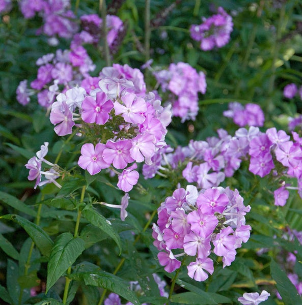Phlox-Pflanze mit Blüten