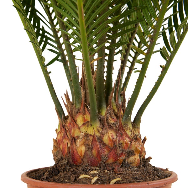 Bloomique - Cycas Revoluta - Palmfarn - Sagopalme - Palme - Sehr Pflegeleicht - Höhe 40-50 cm - Topf 15 cm