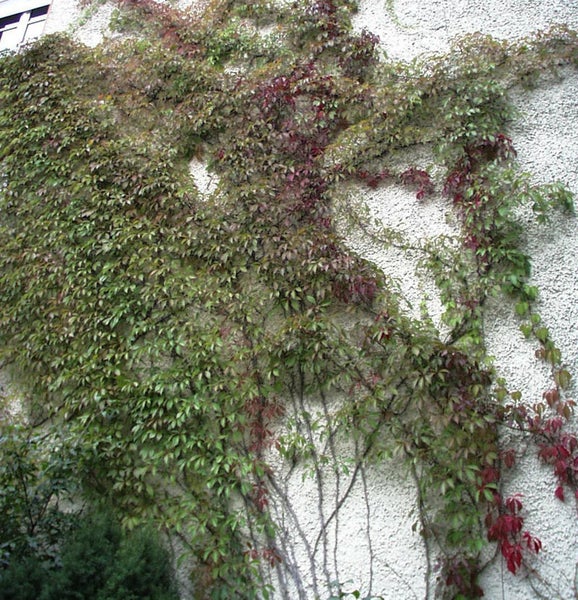 Hauswand bewachsen mit Kletterpflanze