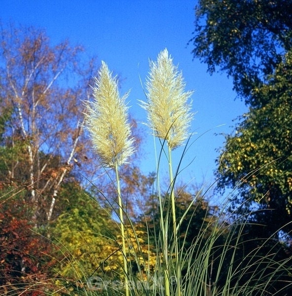 Pampasgras im Garten mit blauem Himmel