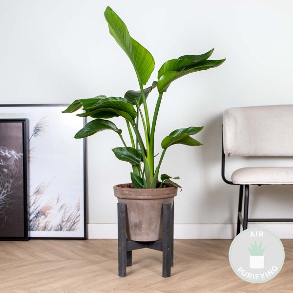 Bloomique - Strelitzia Nicolai - Strelitzie Pflanze - Paradiesvogel Pflanze - Paradiesvogelblume - Zimmerpflanzen Groß - Grünpflanzen Luftreinigend - Höhe 70-80 cm - Topf 17 cm