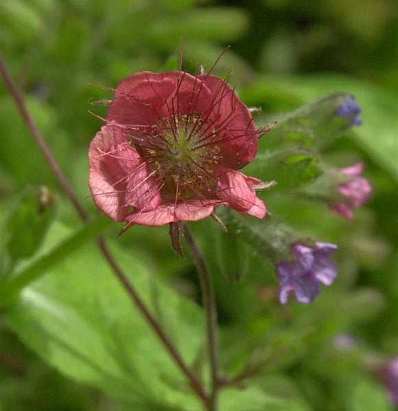 Nahaufnahme einer Purpur-Nelkenwurzblüte im Garten