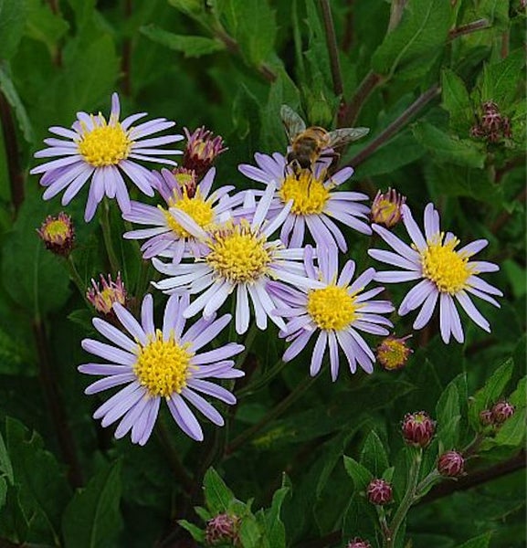 Nahaufnahme von Raublatt-Astern mit einer Biene auf einer Blüte