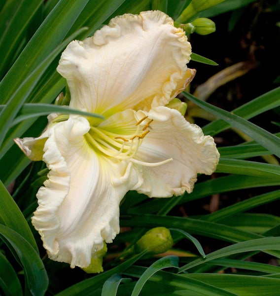 Nahaufnahme einer Taglilienblüte im Garten.
