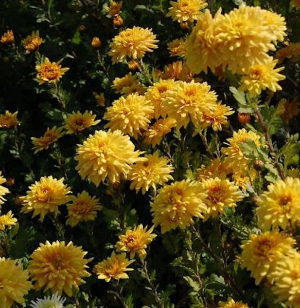 Nahaufnahme von gelben Chrysanthemen im Gartenbeet