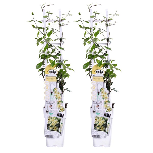2x Trachelospermum Star of Toscana – Gelber toskanischer Jasmin – Schlingpflanze - ⌀15 cm -↕60-70 cm