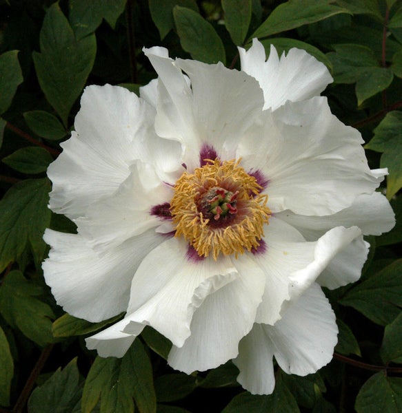 Nahaufnahme einer weißen Pfingstrose mit gelben Staubgefäßen