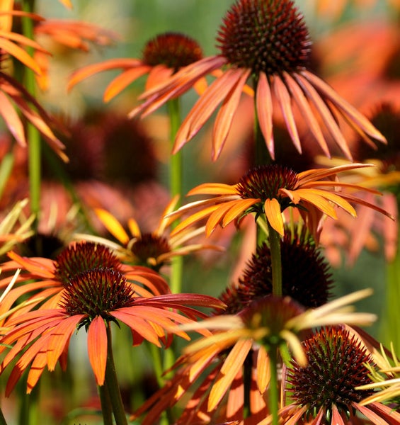 Nahaufnahme von mehreren Echinacea Pflanzen mit Blüten