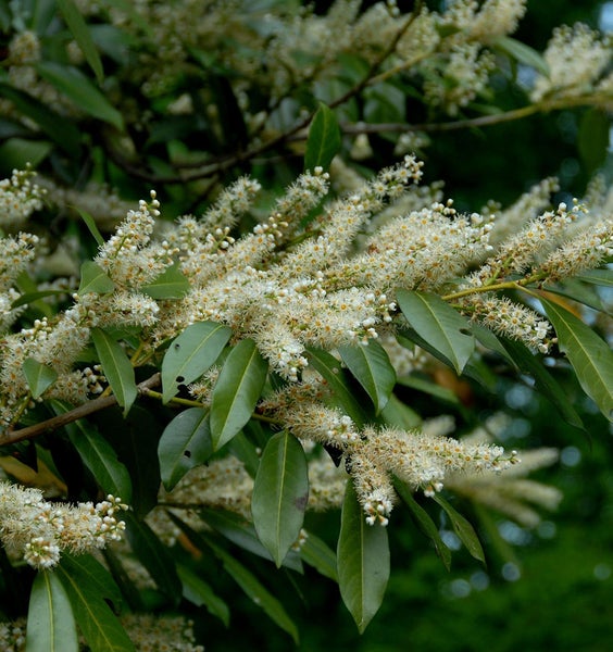 Blühender Kirschlorbeerbusch mit dichten Blättern und zahlreichen Blüten