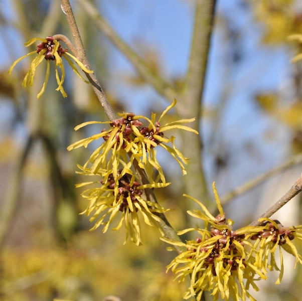 Nahaufnahme der Blüte einer Hamamelis auf einem Ast