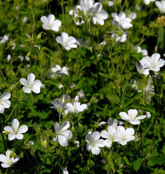 Nahaufnahme weißer Storchschnabelblüten im Gartenbeet.
