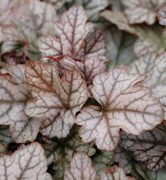 Nahaufnahme von Purpurglöckchen-Blättern