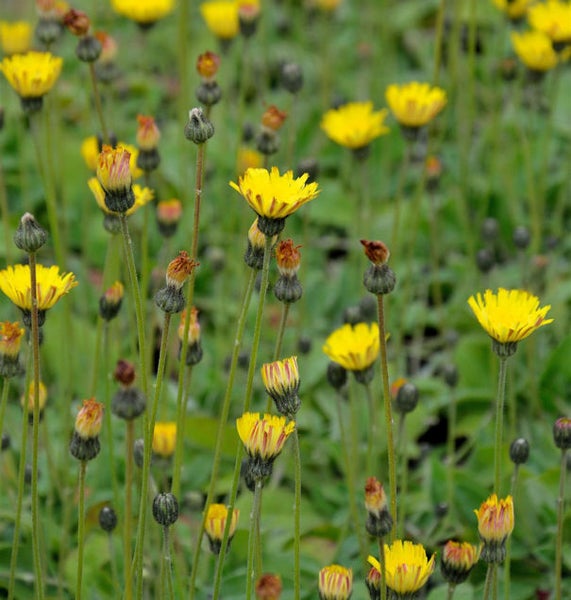 Wiesenpippau Pflanzen im Garten