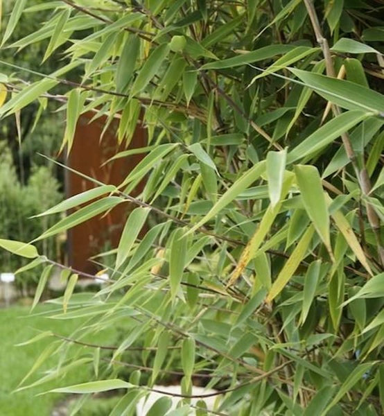 Bambuspflanze mit Blättern im Garten