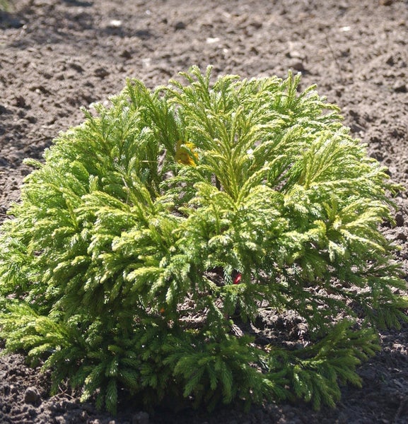 Japanische Zeder 'Globosa Nana' im Gartenbeet