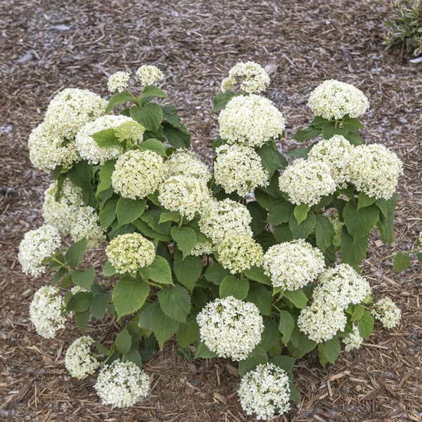 Ballhortensie mit weißen Blüten und grünen Blättern