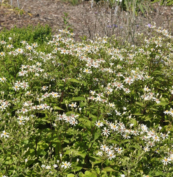Blühende Raublatt-Aster im Garten