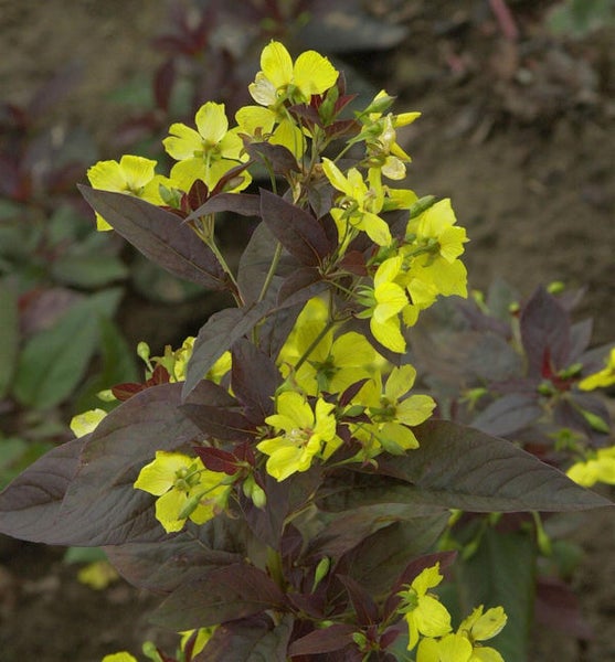 Lysimachia, Gelbblühende Pflanze mit dunkelroten Blättern