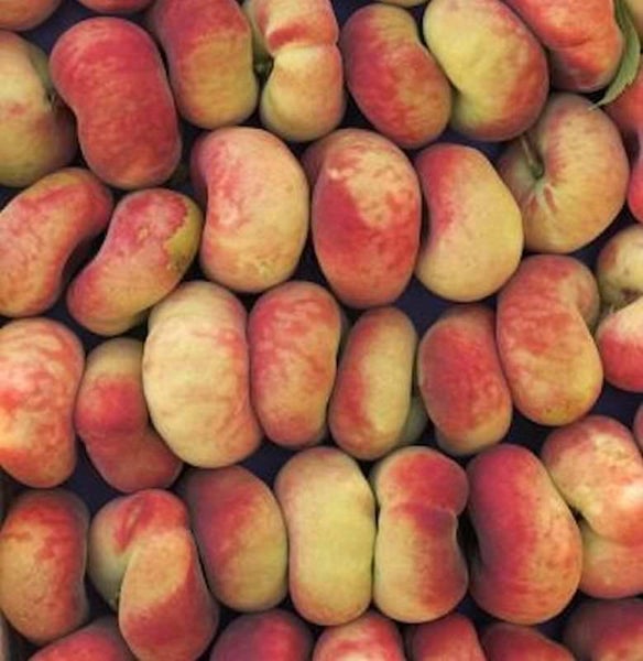 Viele Plattpfirsiche liegen nebeneinander.