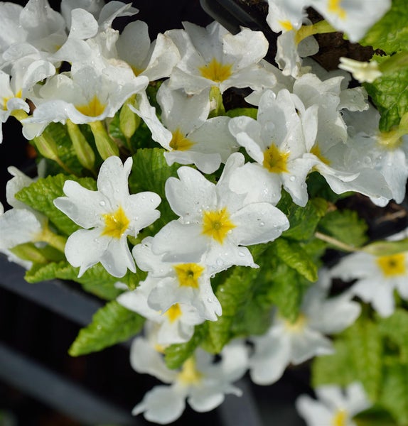 Nahaufnahme von weißen Primelblüten mit gelben Zentren und grünen Blättern
