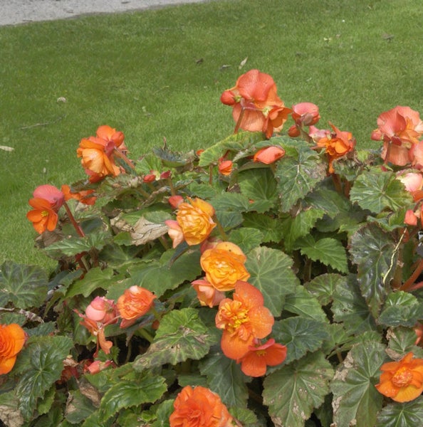 Gruppe von orangefarbenen Begonien im Garten