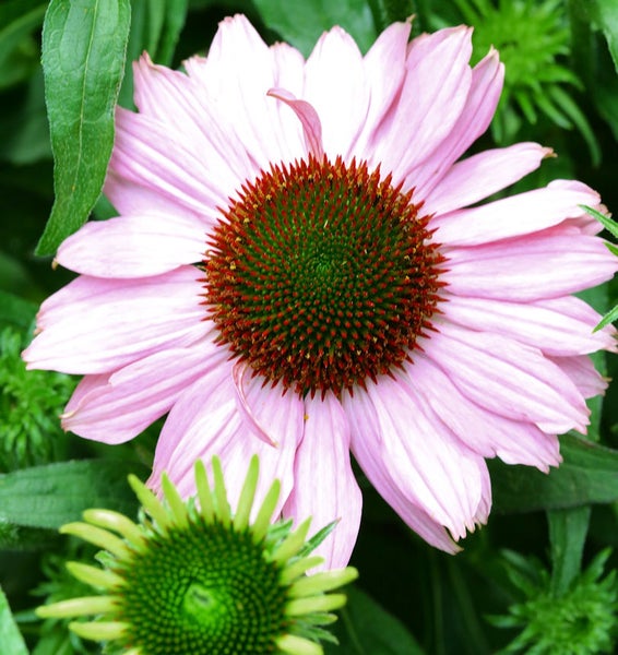 Nahaufnahme einer rosa Kegelblume im Garten.