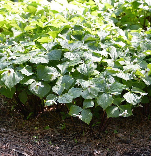 Trillium-Pflanzen mit grünen Blättern und weißen Blüten im Garten.