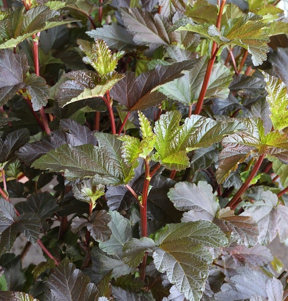 Detailaufnahme eines Rotblättrigen Blasenspiers mit Blättern und Stängeln