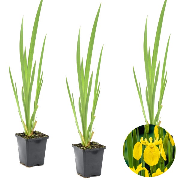 3x Iris 'Pseudacorus' – Gelbe Schwertlilie – Teichpflanze – Zone 2-3 – ⌀9cm - ↕20-30cm
