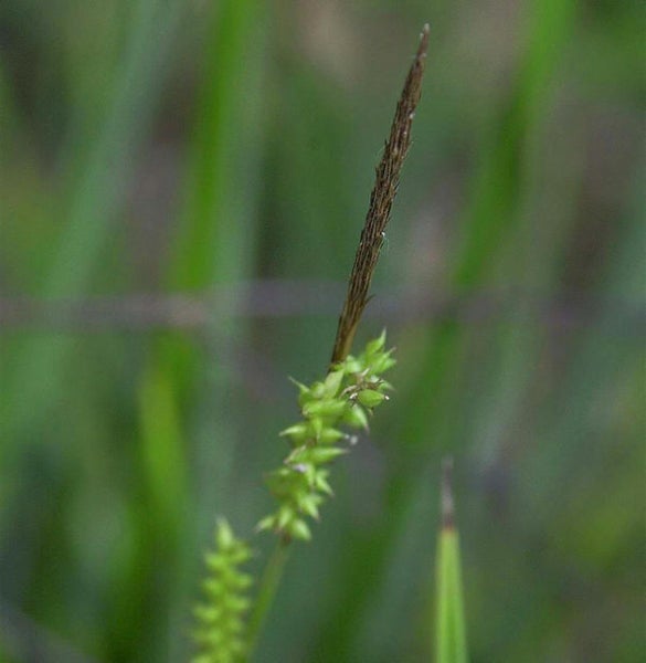 Nahaufnahme einer Carex-Pflanze