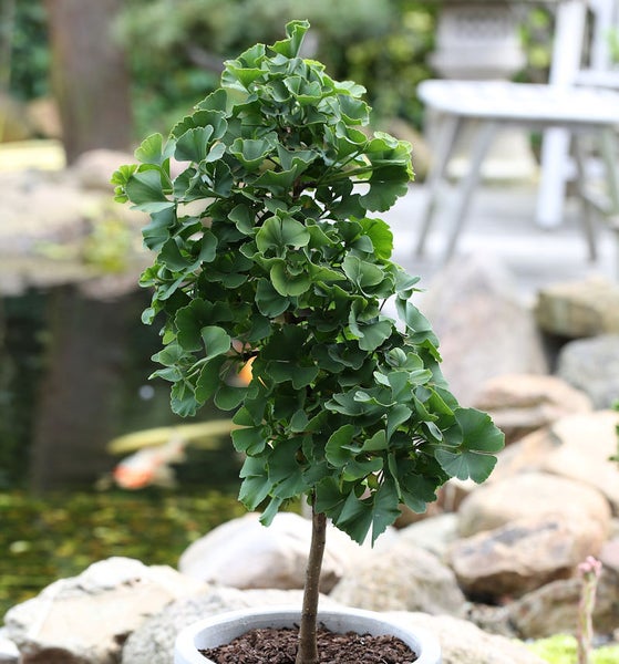 Ginkgo Biloba Baum im Topf