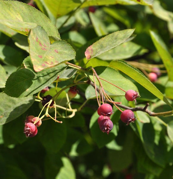 Felsenbirne mit Blättern und reifen Früchten