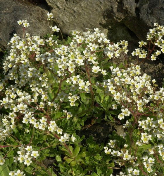 Blütenpolster mit weißen Blüten und grünen Blättern im Steingarten