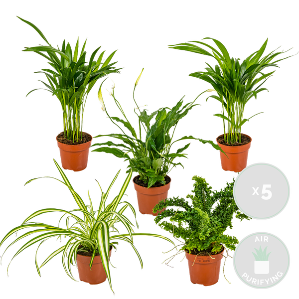Bloomique - 5er-Mix - Luftreinigende Pflanzenmischung - Dracaena, Dypsis, Chamaedorea, Chlorophytum, Asplenium - 20-40 cm Hoch - Topf 12 cm