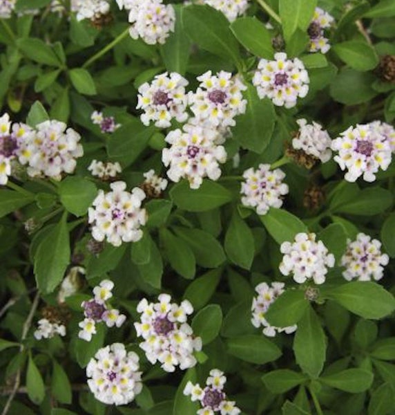 Blütenmeer mit Wandelröschen im Garten